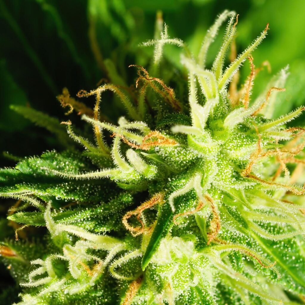 Northern Lights Autoflower: Complete Grow Guide, Yield and Effects 2026 3 Northern Lights Autoflower: Complete Grow Guide, Yield and Effects 2026