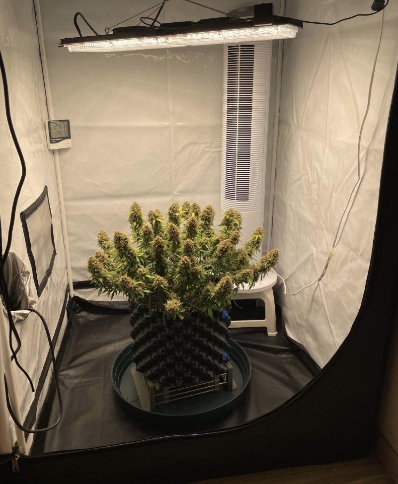 Northern Lights Autoflower: Complete Grow Guide, Yield and Effects 2026 2 Northern Lights Autoflower: Complete Grow Guide, Yield and Effects 2026