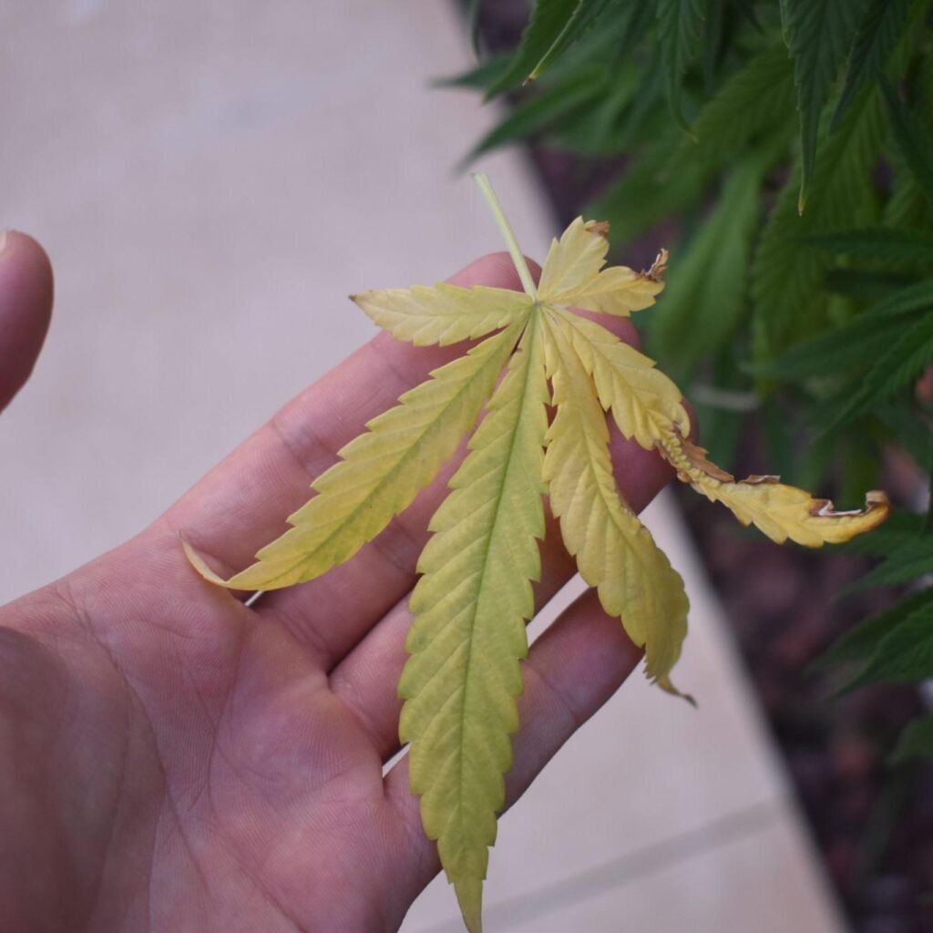 Cannabis Nutrient Deficiency 7 Signs and How to Fix Them 2 nutrient deficiency in cannabis plants