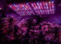 Grow Lights for Autoflower 5 Top Picks in 2026
