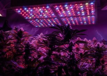 Grow Lights for Autoflower 5 Top Picks in 2026