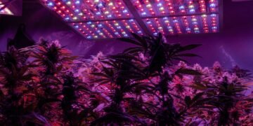 Grow Lights for Autoflower 5 Top Picks in 2026