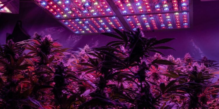 Best LED Grow Lights for Autoflower 5 Top Picks in 2026 1 Grow Lights for Autoflower 5 Top Picks in 2026