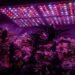 Grow Lights for Autoflower 5 Top Picks in 2026