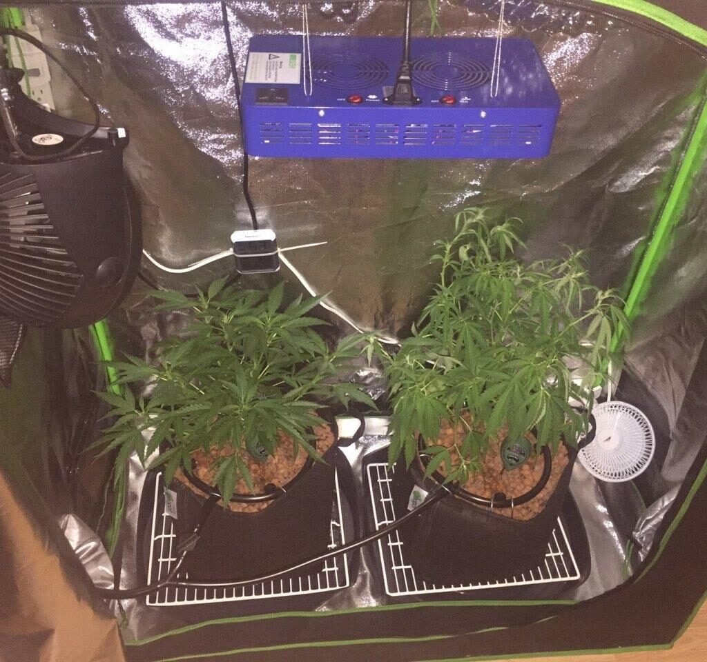 Beginner cannabis grow setup using coco coir