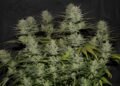 Northern Lights Autoflower: Complete Grow Guide, Yield and Effects 2026