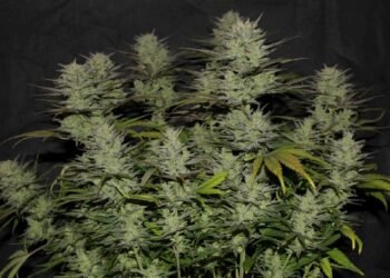 Northern Lights Autoflower: Complete Grow Guide, Yield and Effects 2026