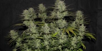 Northern Lights Autoflower: Complete Grow Guide, Yield and Effects 2026