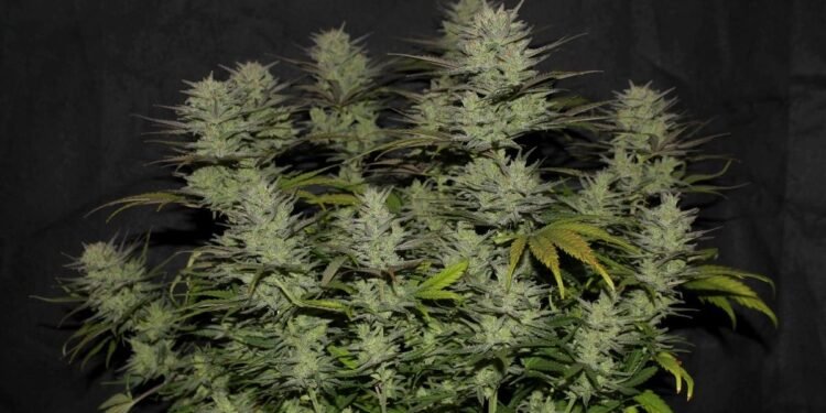 Northern Lights Autoflower: Complete Grow Guide, Yield and Effects 2026 1 Northern Lights Autoflower: Complete Grow Guide, Yield and Effects 2026