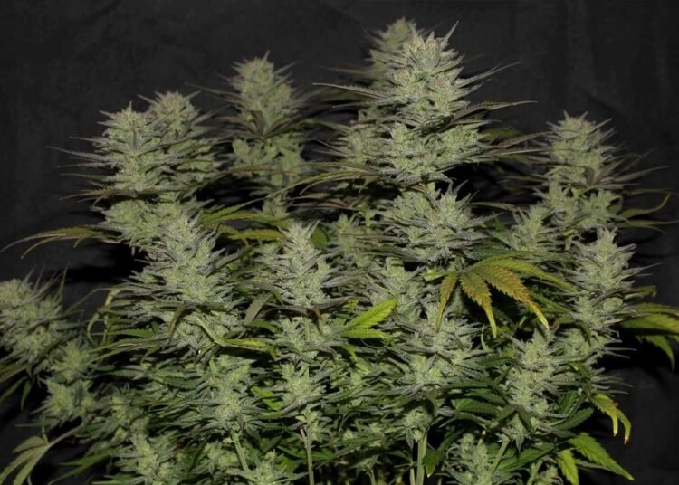 Northern Lights Autoflower: Complete Grow Guide, Yield and Effects 2026