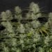 Northern Lights Autoflower: Complete Grow Guide, Yield and Effects 2026