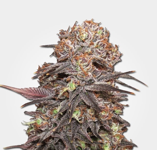 Granddaddy Purple feminized harvest dense buds with trichomes
