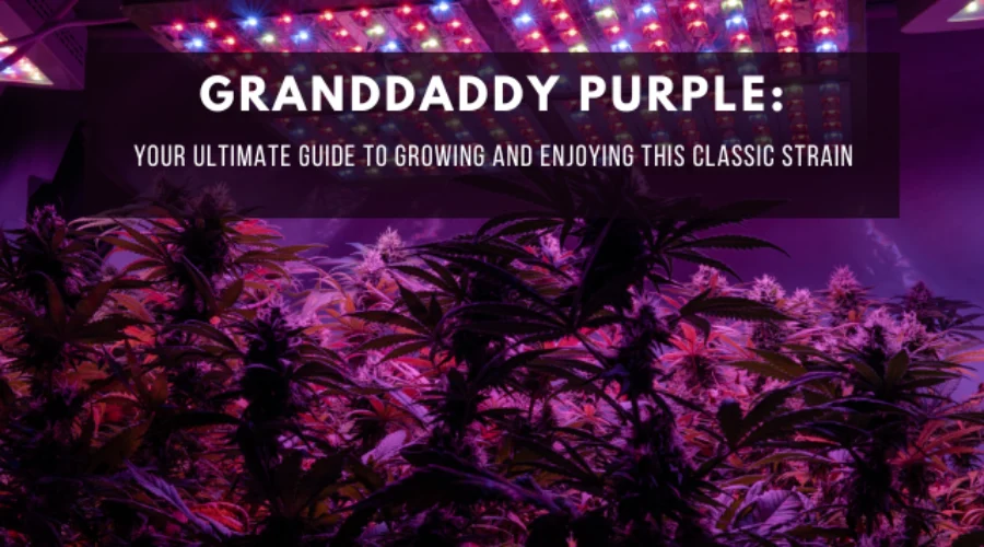 Granddaddy Purple cannabis plant growing indoors with purple buds