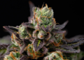 Granddaddy Purple feminized grow guide