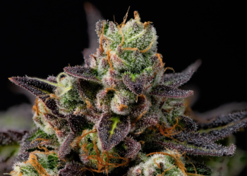 Granddaddy Purple feminized grow guide