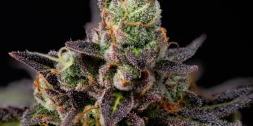 Granddaddy Purple feminized grow guide