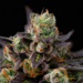 Granddaddy Purple feminized grow guide