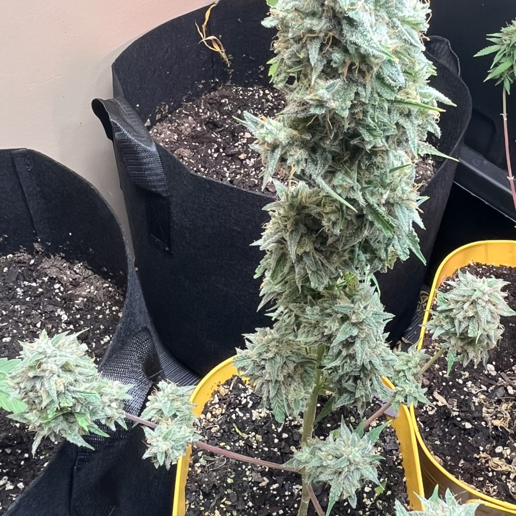 Blue Dream Autoflower Grow Guide Yield and Effects 2026 2 Blue Dream autoflower cannabis plant growing indoors under LED