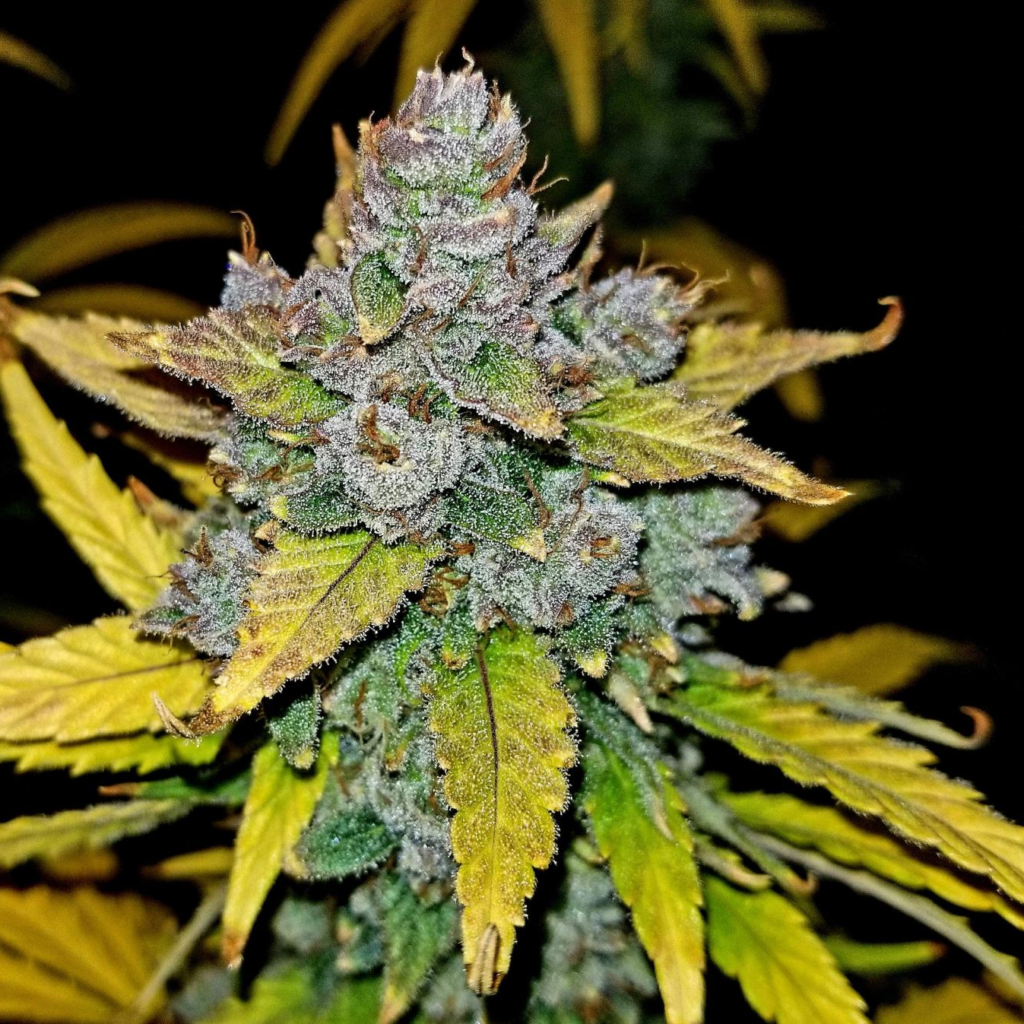 Blue Dream Autoflower Grow Guide Yield and Effects 2026 3 Blue Dream autoflower harvest yield buds result
