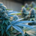 blue-dream-autoflower-grow-guide-2026