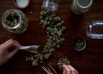 best autoflower strains beginners cannabis grow guide 2026 thegreenghost